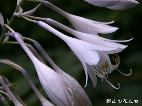 ナメルギボウシ－花