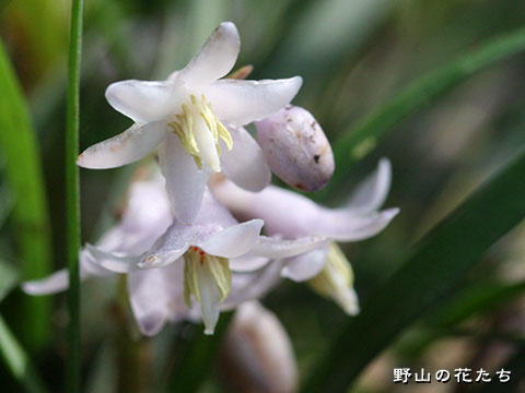ジヤノヒゲ－花