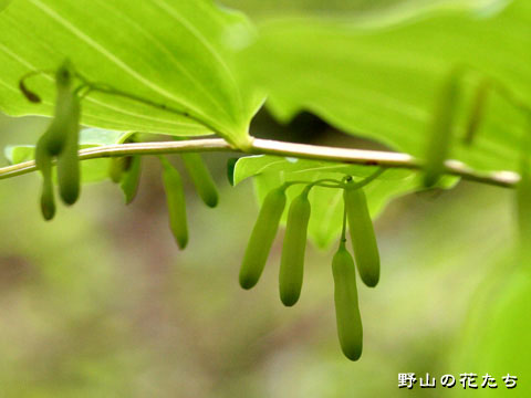 ミヤマナルコユリ－茎