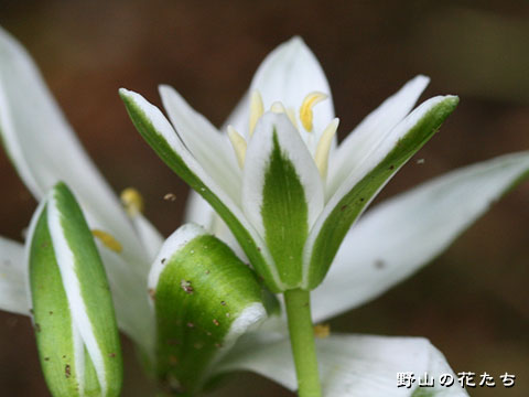 ホソバノオオアマナ－花３