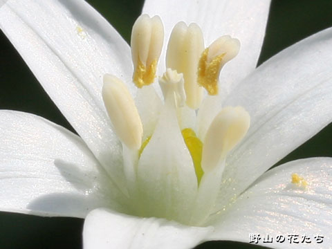 ホソバノオオアマナ－花２