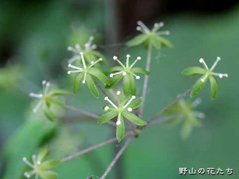 タチシオデ－花