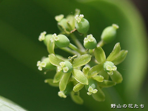 トゲナシヤマカシュウ－花