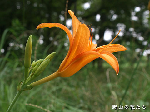 ノカンゾウ－花３