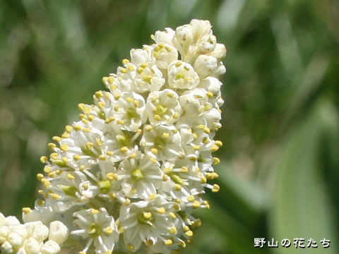 ウラゲコバイケイ－花