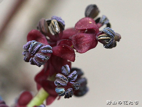 ミツバアケビ－花４