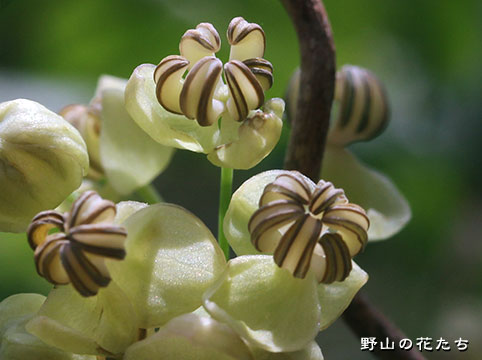 シロバナアケビ－花