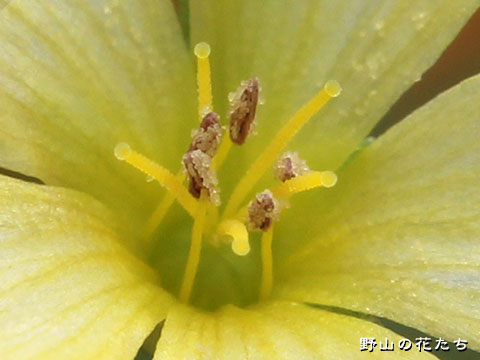 キバナノマツバニンジン－花４