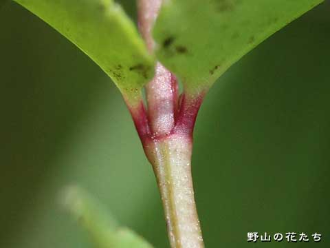 アリノトウグサ－茎