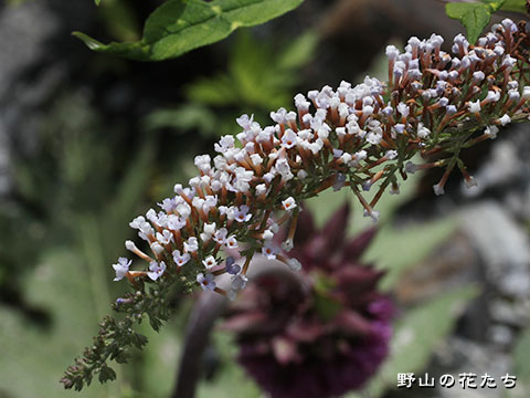 フサフジウツギ－白花