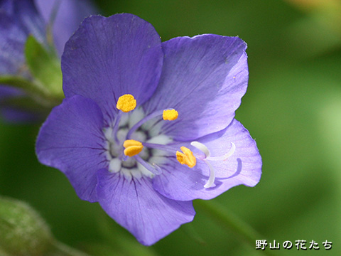 レブンハナシノブ－花