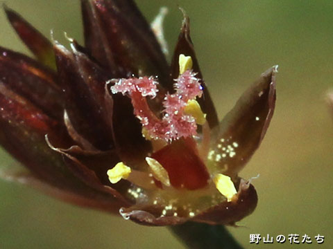 ミヤマホソコウガイゼキショウ－花２