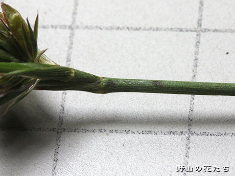 ハリコウガイゼキショウ－茎