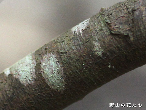 コショウノキ－樹皮