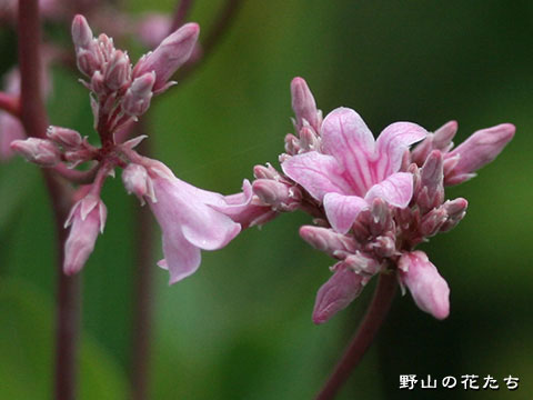 バシクルモン－花
