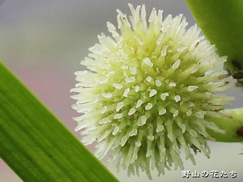 ホソバタマミクリ－花２