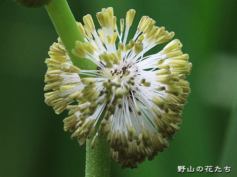 オオミクリ－花５