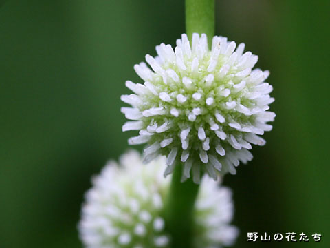 エゾミクリ－花