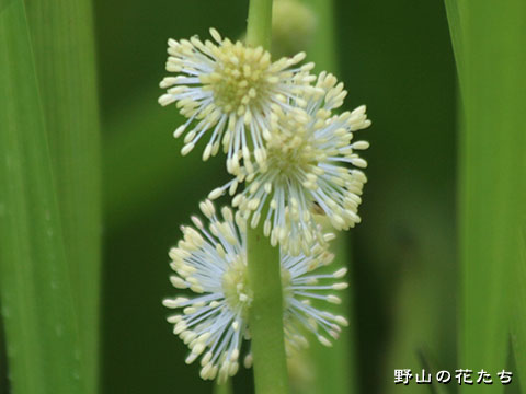 ナガエミクリ－花