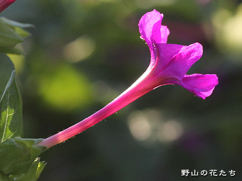 オシロイバナ－花
