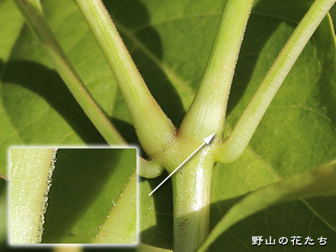 オシロイバナ－茎
