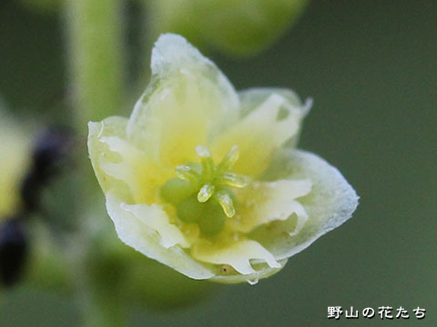 アオツヅラフジ－花４