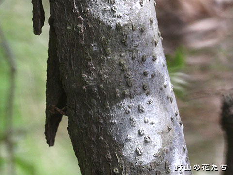 ダイオウグミ－樹皮