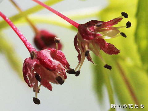 イロハモミジ－花３