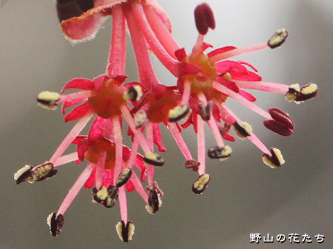 ハナノキ－花３