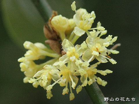 シロダモ－花