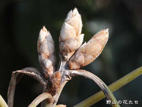 シロダモ－冬芽