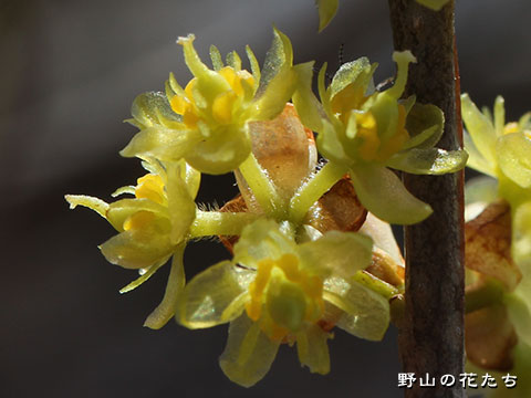 オオバクロモジ－花