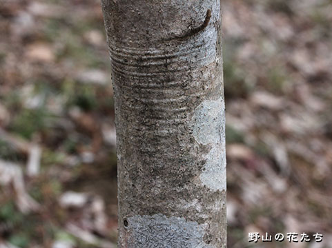 オオバマンサク－樹皮