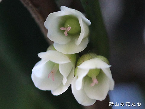 ハマヒサカキ－花３