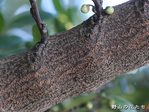 ハマヒサカキ－樹皮