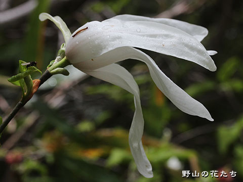 タムシバ－花