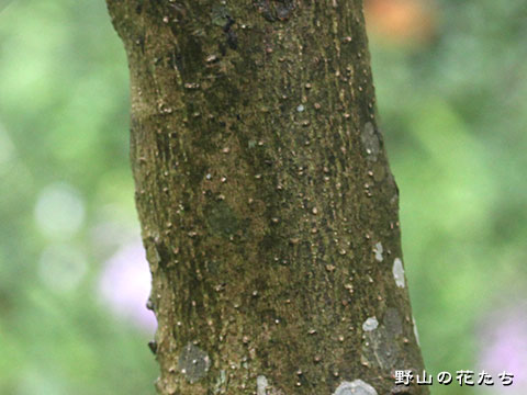 シデコブシ－樹皮