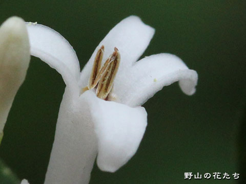 ミヤマイボタ－花