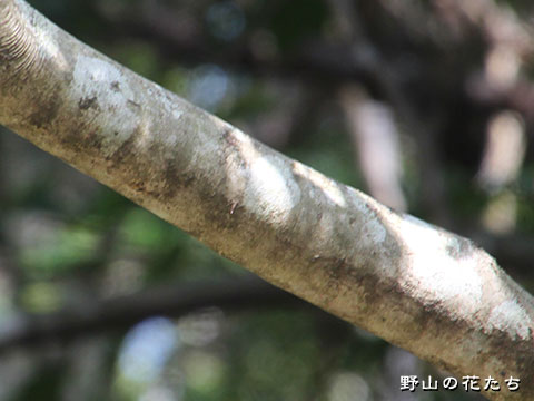 ケアオダモ－樹皮