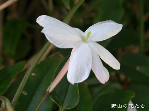 ミヤマソケイ－花