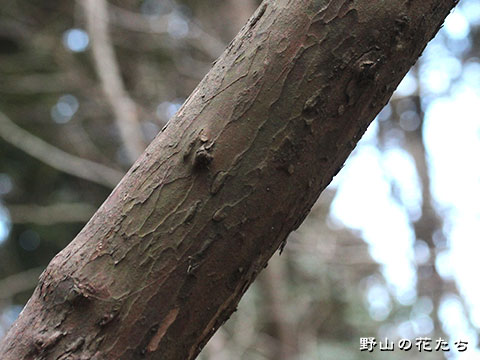 リョウブ－樹皮
