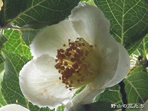 ヒコサンヒメシャラ－花