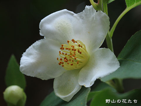 ヒメシャラ－花