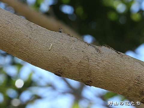 ヤマモモ－樹皮