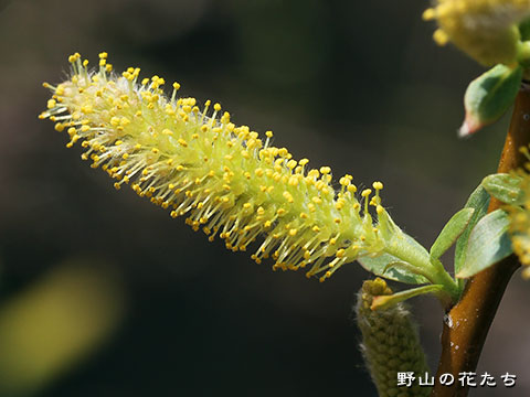 タチヤナギ－花