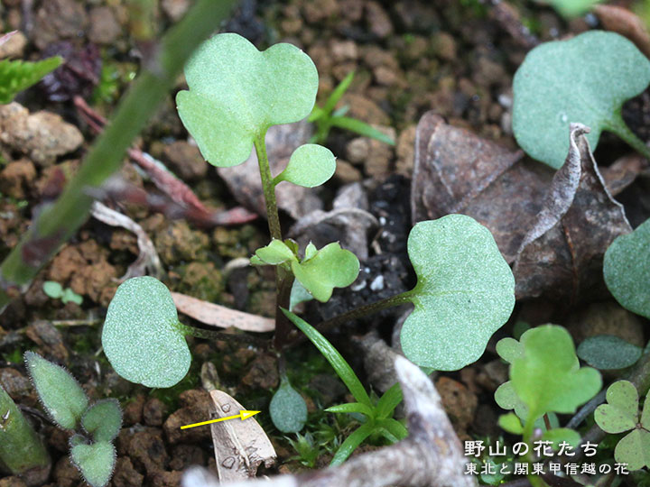 コバナノタネツケバナ