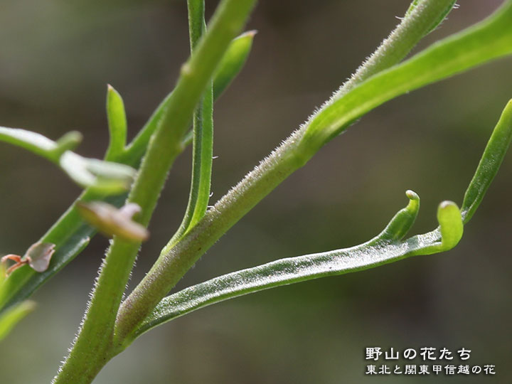 キレハマメグンバイナズナ