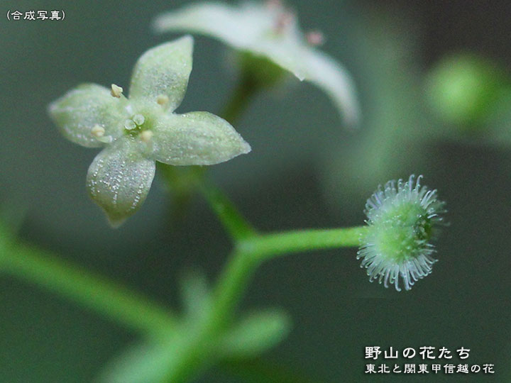 エゾノヨツバムグラ