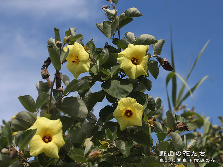 ハマボウ