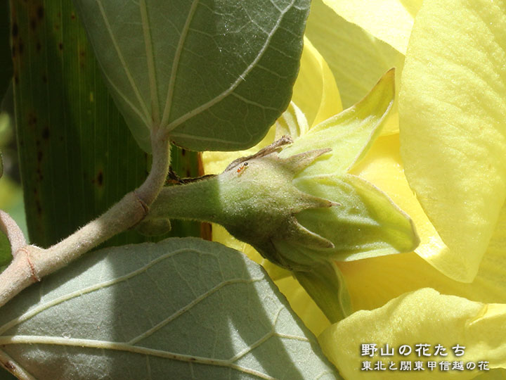 ハマボウ